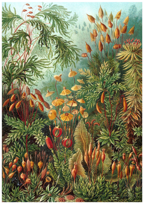 A detailed botanical illustration showcases a variety of mosses and liverworts in a lush, green environment. The plants exhibit diverse shapes and colors, including red, yellow, and green. Intricate leaves and stems create a dense tapestry of flora on this Haeckel Eurynchium Pumium poster, printed on high quality 250gsm satin paper by A3 043.