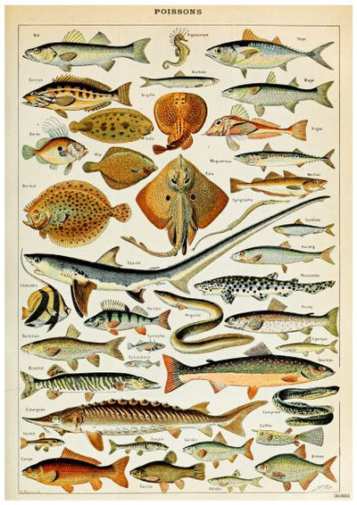 A vintage illustration featuring various species of fish, each uniquely detailed and labeled with names, is beautifully showcased as a creature-themed poster. The colorful array includes a variety of shapes and sizes, highlighting aquatic diversity on high quality 250gsm satin paper. The title "Adolphe Millot Poissons" graces the top. This stunning artwork is brought to you by Blue Dog Posters.