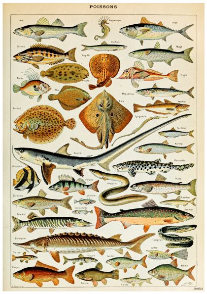 A vintage illustration featuring various species of fish, each uniquely detailed and labeled with names, is beautifully showcased as a creature-themed poster. The colorful array includes a variety of shapes and sizes, highlighting aquatic diversity on high quality 250gsm satin paper. The title "Adolphe Millot Poissons" graces the top. This stunning artwork is brought to you by Blue Dog Posters.