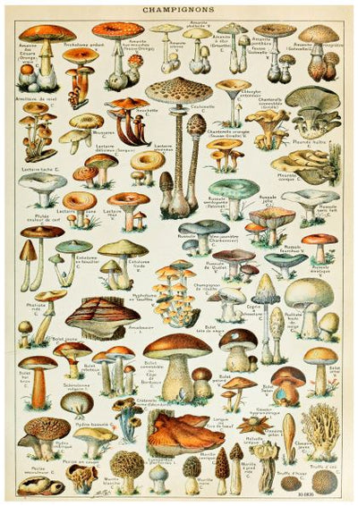A vintage botanical chart titled "Adolphe Millot Champignons" showcases detailed illustrations of various mushrooms. Printed on 250gsm satin paper, each mushroom is labeled with its scientific name, capturing a diverse range of shapes, sizes, and colors. This flora-themed poster by A3 024 is perfect as an A3 poster for any space.