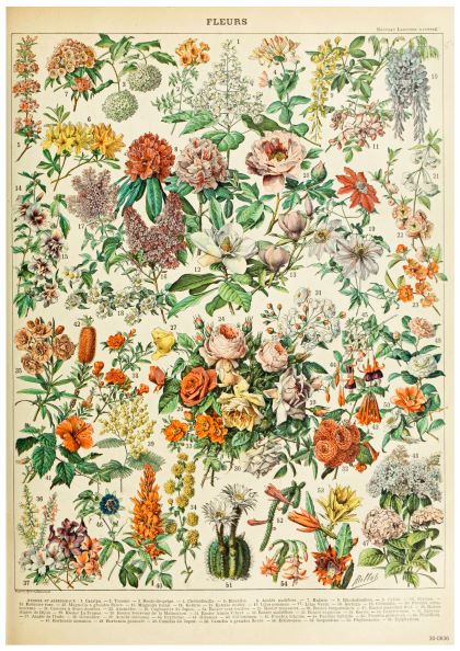 A vintage botanical chart titled "Adolphe Millot Fleurs I" by Y displays a detailed array of various colorful flowers, each labeled with numbers. The flora-themed poster features roses, lilies, daisies, and many others, accompanied by their scientific names in French. Printed on A3 posters with 250gsm satin paper, the background is off-white.