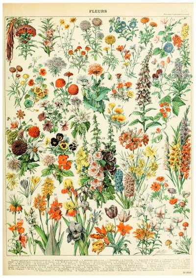 A detailed botanical chart titled "Adolphe Millot Fleurs III" by A3 075 serves as a stunning, flora-themed poster. It features various vividly illustrated flowers, each distinct with detailed petals, leaves, and stems, showcasing diverse shapes, colors, and sizes. This beautiful A3 poster has annotated numbers for identification.