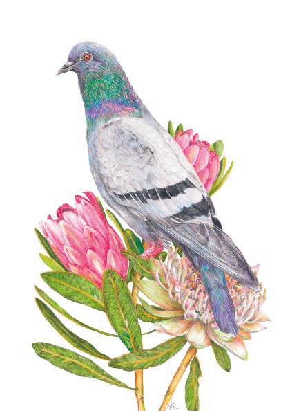 Introducing "Pidgeon" by Kayla Reay, a stunning 40x50cm art piece from the brand fap. This illustration features a pigeon adorned with iridescent green and purple feathers on its neck, gracefully perched on a leafy stem of vibrant pink protea flowers. The detailed rendering of the pigeon and flowers is beautifully contrasted against a plain white background.