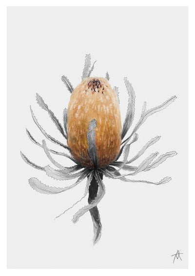 Illustration of a single dried flower with a light brown, elongated central bloom and curved, greyish petals. The background is plain white, drawing focus to the intricate details of the flower. A small artist's signature by Antony Makhlouf is in the bottom right corner, part of the Banksia by Antony Makhlouf A4 Print from fap's Featured Artists Collection.