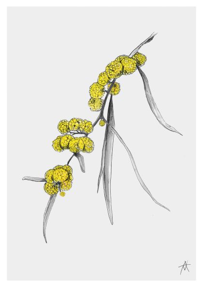 A botanical illustration of a mimosa branch with bright yellow flower clusters and long, slender, gray-green leaves. The delicate drawing by "AK" is set against a plain white background and showcased as an art print on high-quality satin paper. Introducing the Wattle by Antony Makhlouf A4 Print from fap.