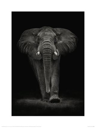 A black and white photograph of an elephant walking forward in a dark environment. The elephant is centrally positioned, with its trunk hanging down and ears extended, creating a sense of strength and majesty. This stunning piece is titled "Mario Moreno Ngorongoro Bull" by Blue Dog Posters, part of their Decor Series of nature photography art prints.