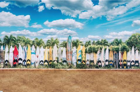 A row of colorful surfboards standing upright in the sand with palm trees and a blue sky with scattered clouds in the background. The Surfboards in Maui Hawaii, by brand NAT 056, have various designs and are lined up closely together like a vibrant nature poster for beach lovers.