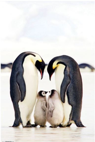 Product Description: The NAT 051 poster, titled "A Group of Emperor Penguins," features two adult emperor penguins standing over two fluffy gray chicks in the snow. The adults are facing each other, looking down at the nestled chicks between them. Blurred in the background, other penguins add depth to the scene, while a pale and mostly clear sky provides a serene backdrop—ideal for any animal magnetism-themed room.